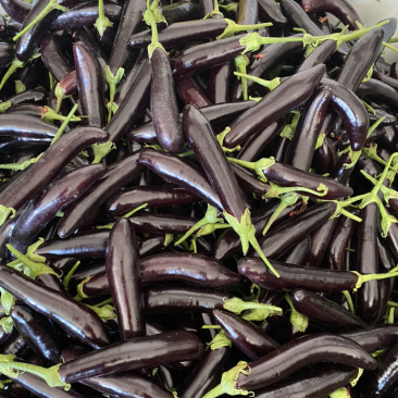 优质茄子茄子5两以上个大均匀质量保障视频看货欢迎来电