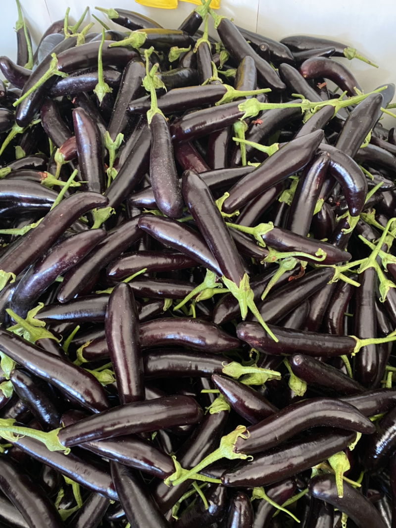 优质茄子茄子5两以上个大均匀质量保障视频看货欢迎来电