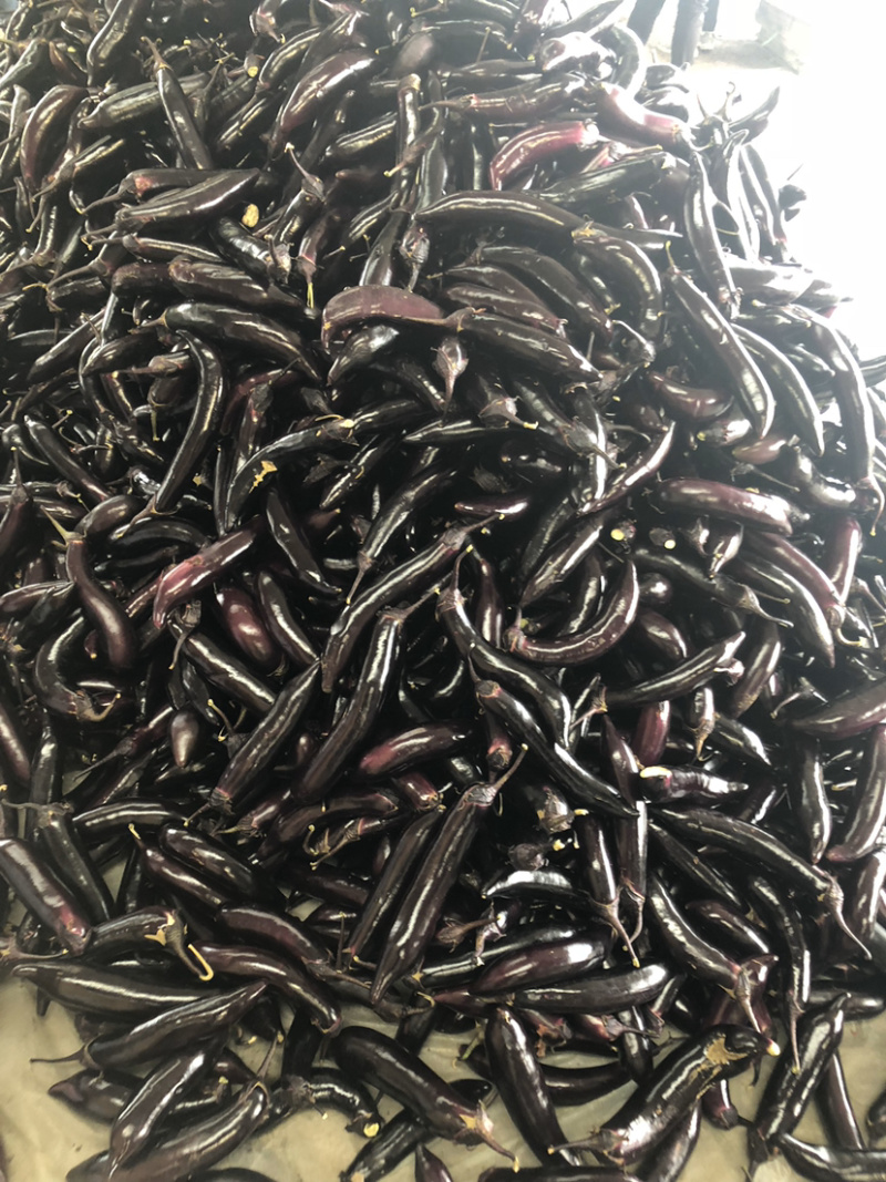 优质茄子茄子5两以上个大均匀质量保障视频看货欢迎来电