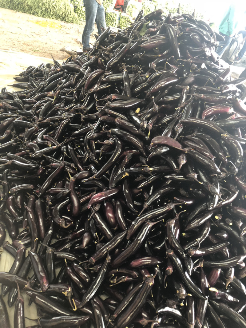 优质茄子茄子5两以上个大均匀质量保障视频看货欢迎来电