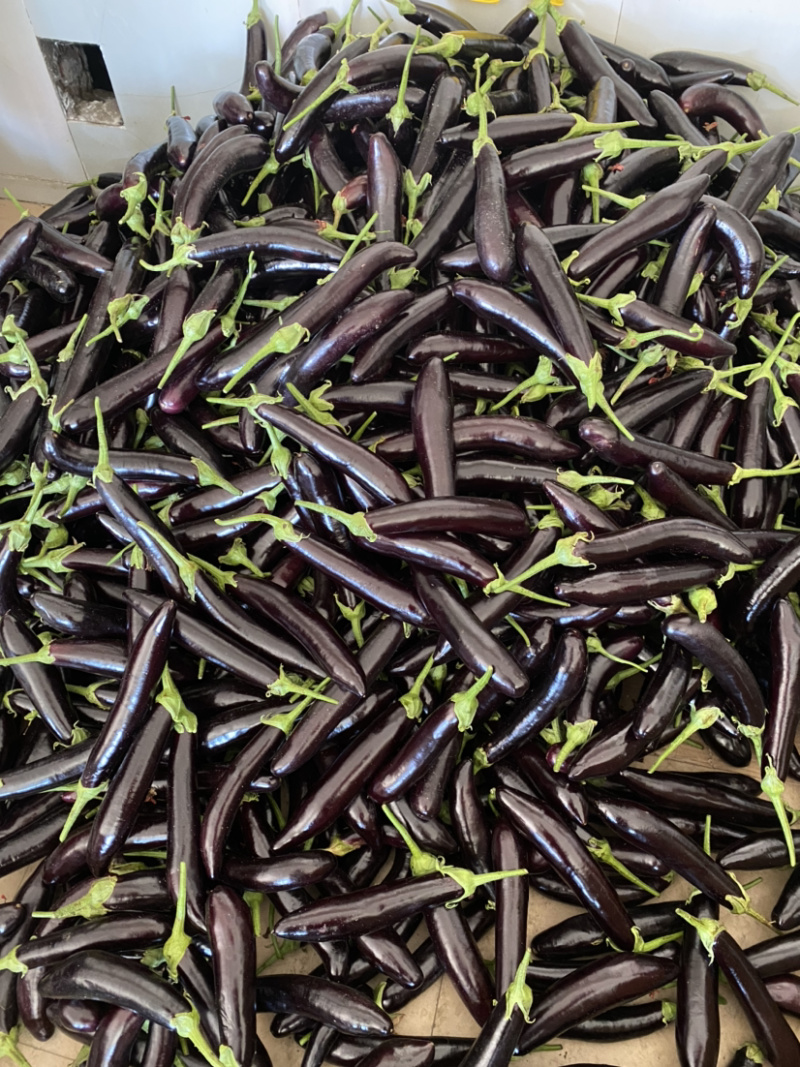 优质茄子茄子5两以上个大均匀质量保障视频看货欢迎来电