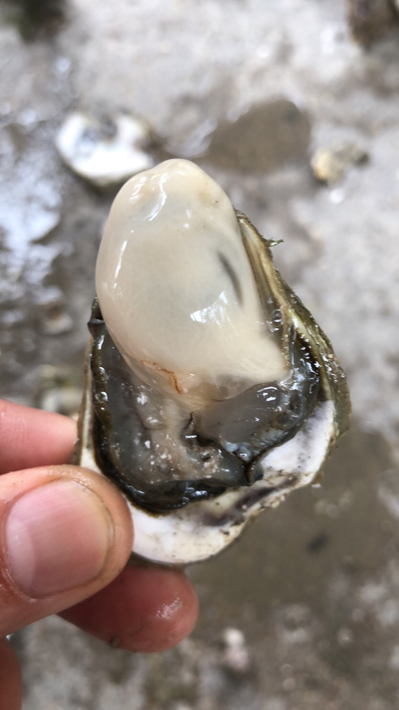 福建深海蚝