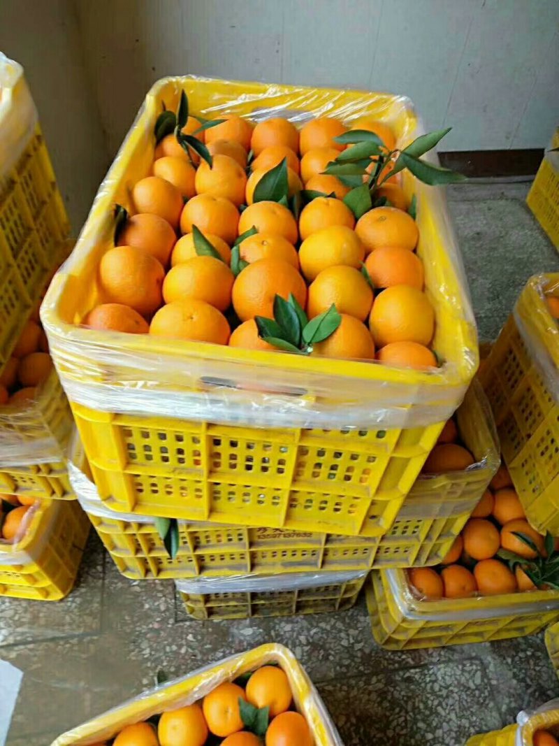 精品夏橙
