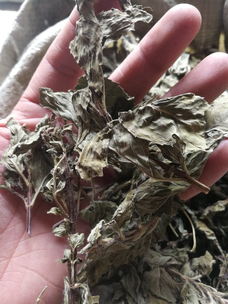 桑叶500克包邮不要运费