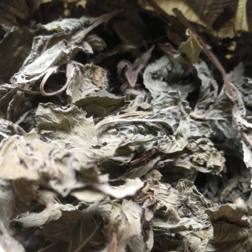 桑叶500克包邮不要运费