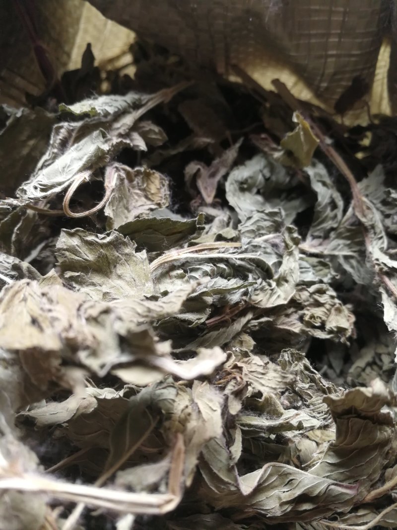 桑叶500克包邮不要运费