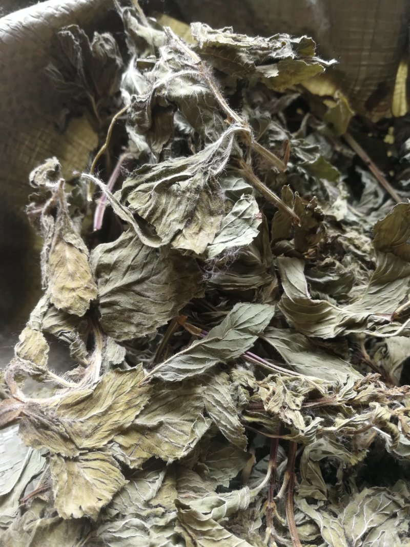 桑叶500克包邮不要运费