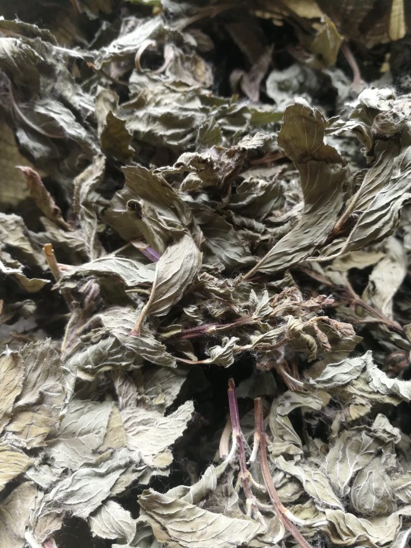 桑叶500克包邮不要运费