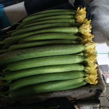 鲜花丝瓜，质优价廉，