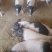 出售巴马香猪高产一胎12至16头早熟