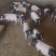 出售巴马香猪高产一胎12至16头早熟