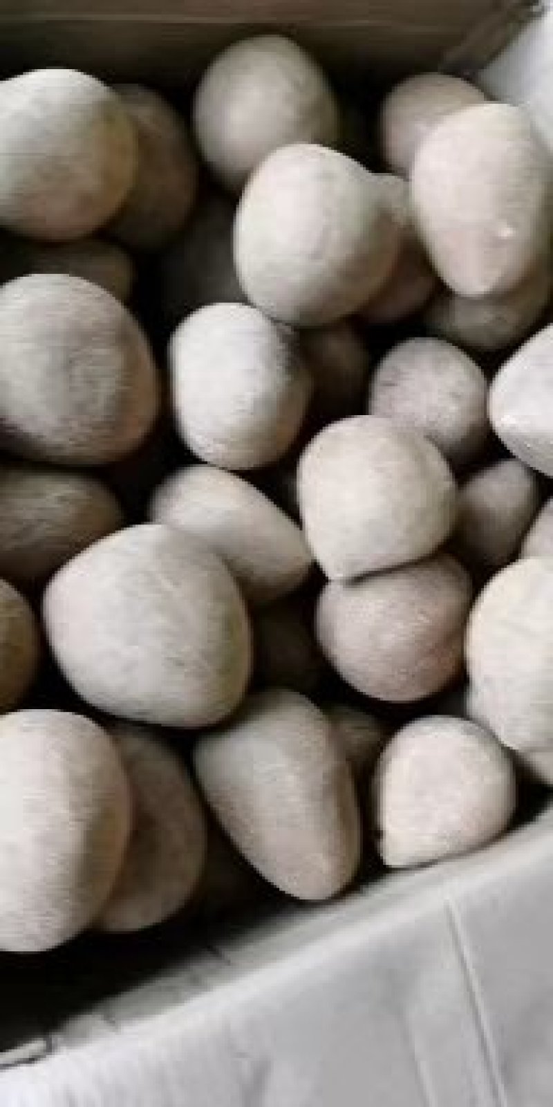 海底椰子