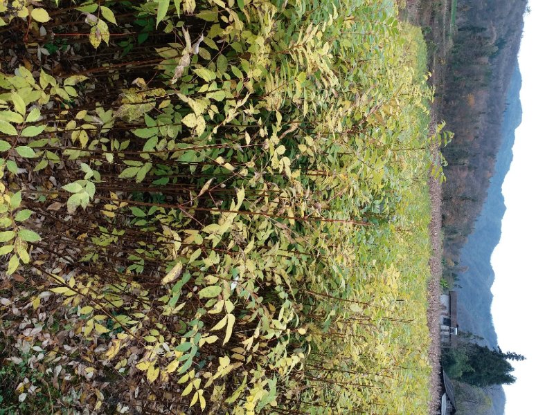 黄柏苗经济林苗，树皮是药材易成活欢迎来电咨询