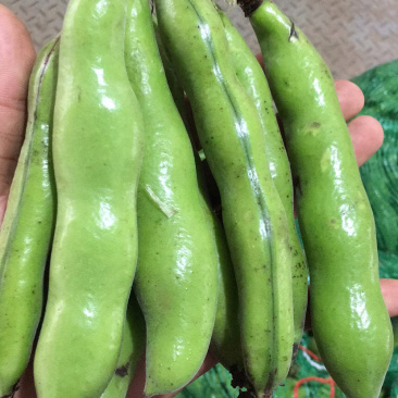 贵州精品蚕豆，大山里的土货产地直发，无中间商差价，