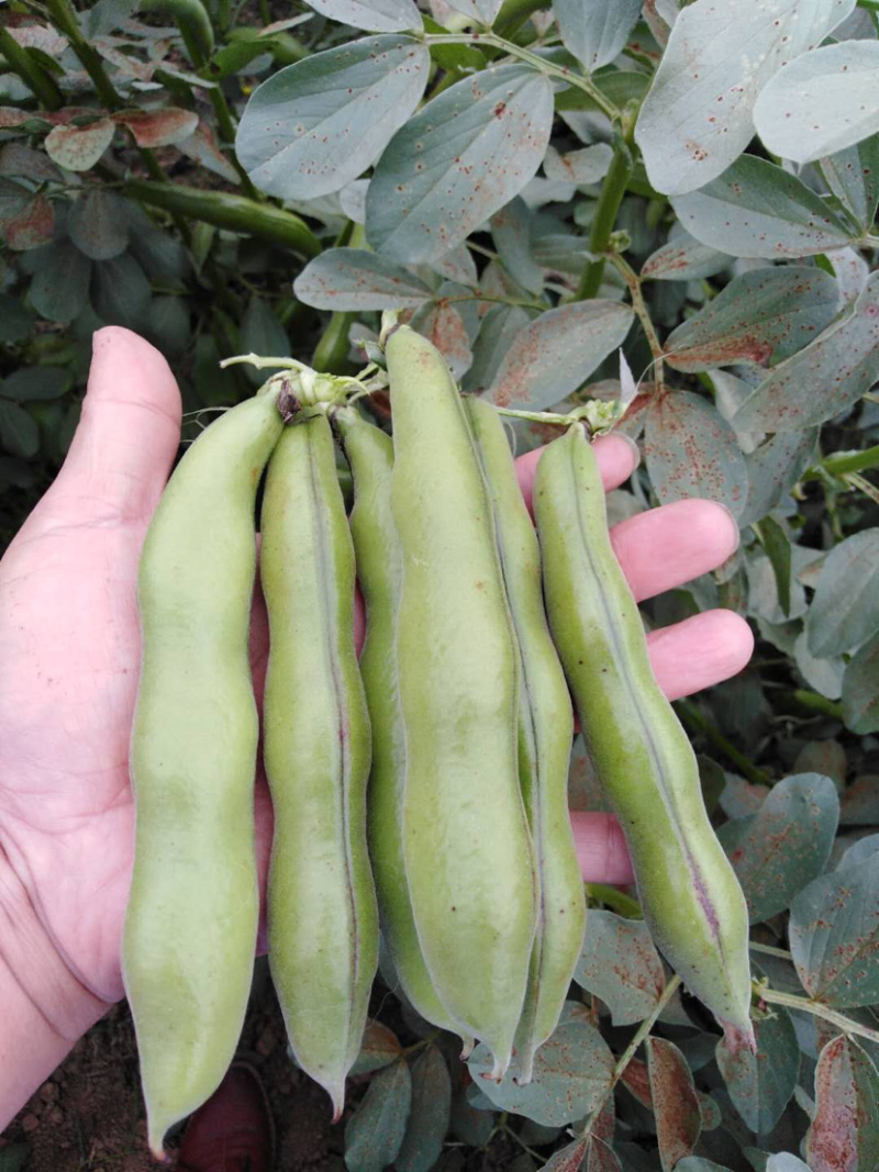 贵州精品蚕豆，大山里的土货产地直发，无中间商差价，