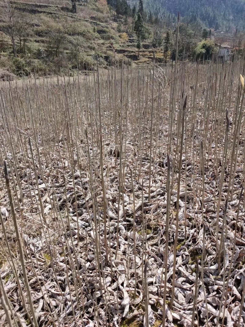 厚朴苗，经济林苗，树长大了皮是药材，基地直销欢迎来电咨询