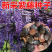 新采一级紫藤种子长廊绿化行道苗木种子攀爬植物包邮