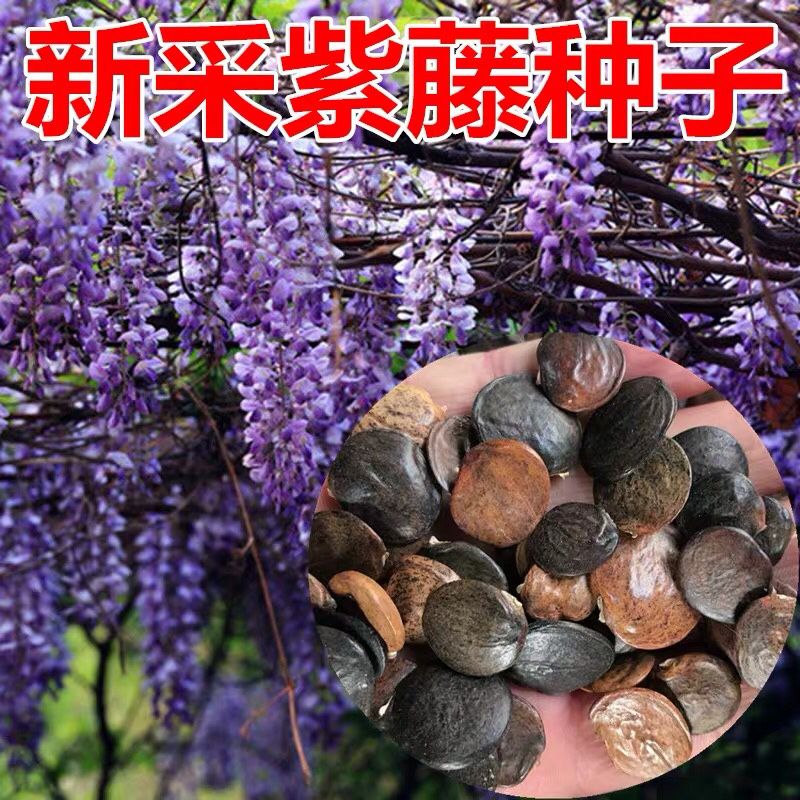 新采一级紫藤种子长廊绿化行道苗木种子攀爬植物包邮