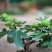 盆栽无花果树四季可栽南北适宜当年结果