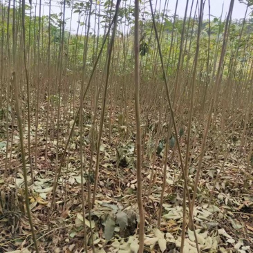 栾树苗，精品栾树苗成活率高工程绿化苗木提供技术指导