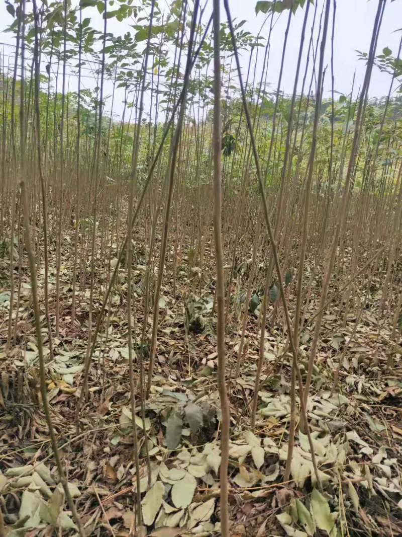 栾树苗，精品栾树苗成活率高工程绿化苗木提供技术指导