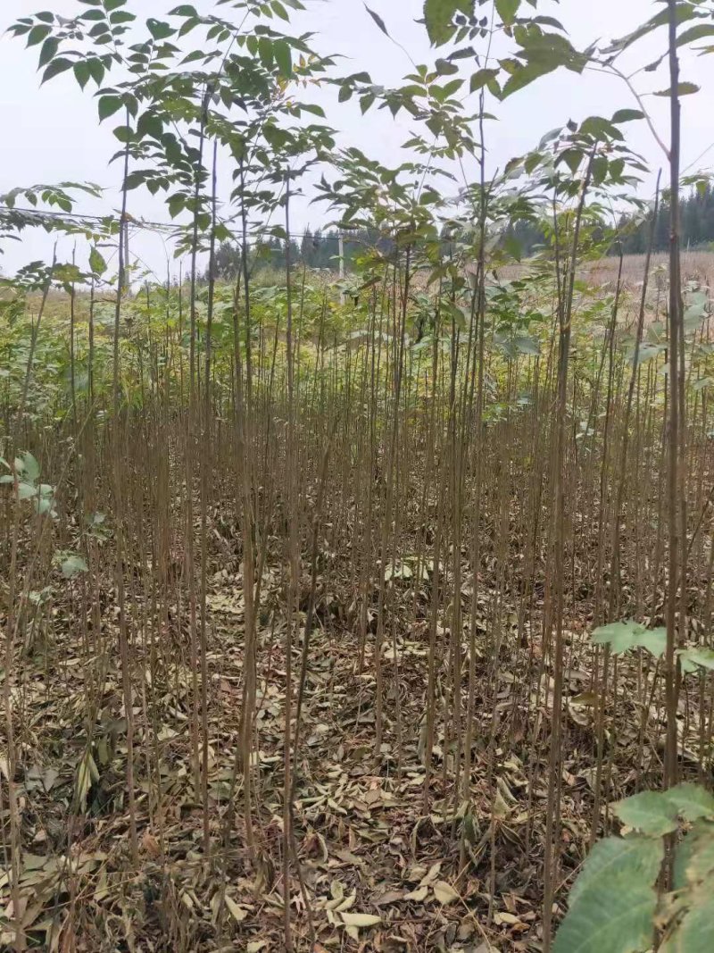 栾树苗，精品栾树苗成活率高工程绿化苗木提供技术指导
