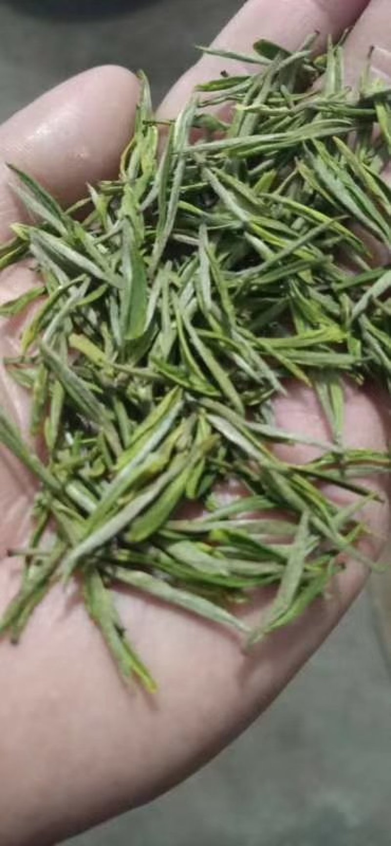 安吉白茶