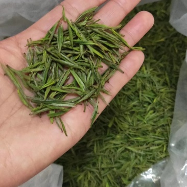 安吉白茶