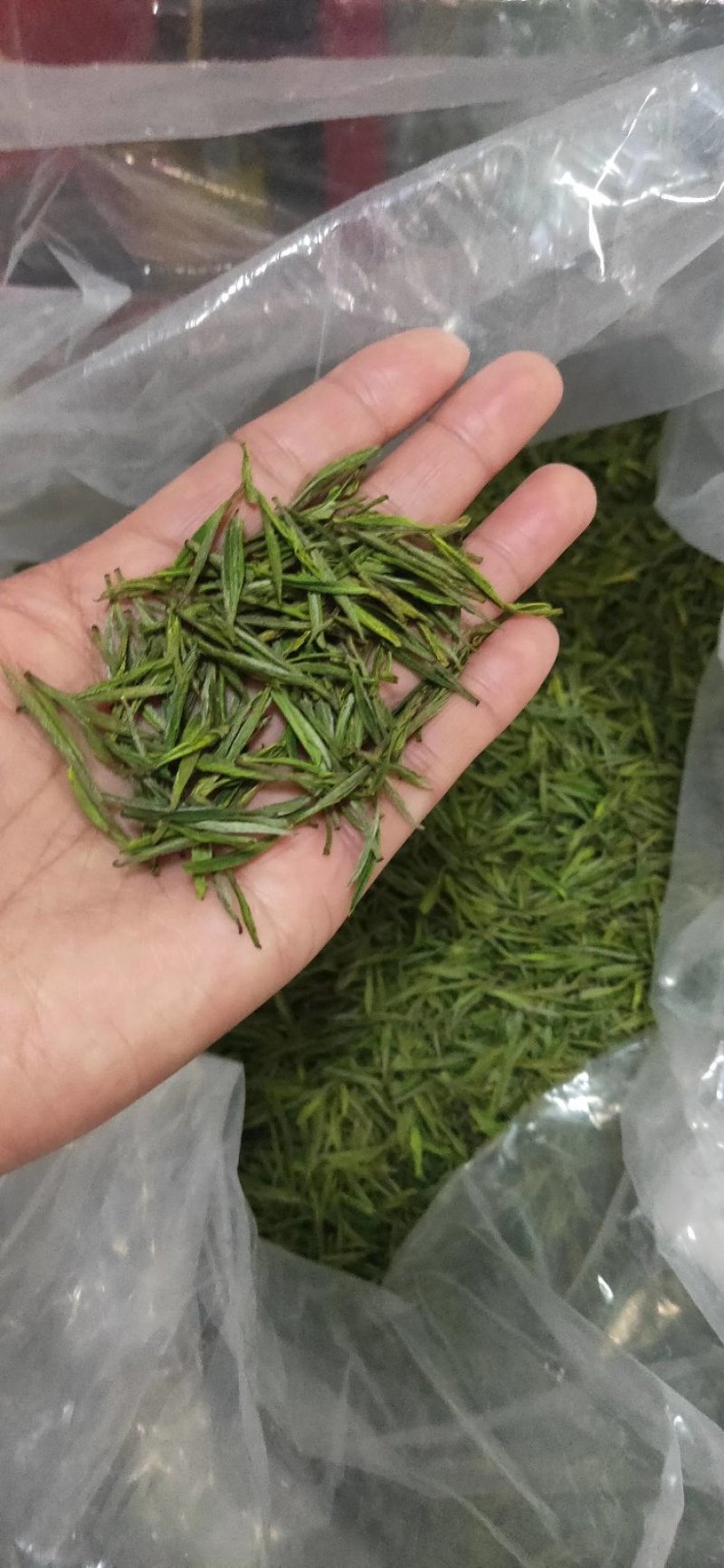 安吉白茶