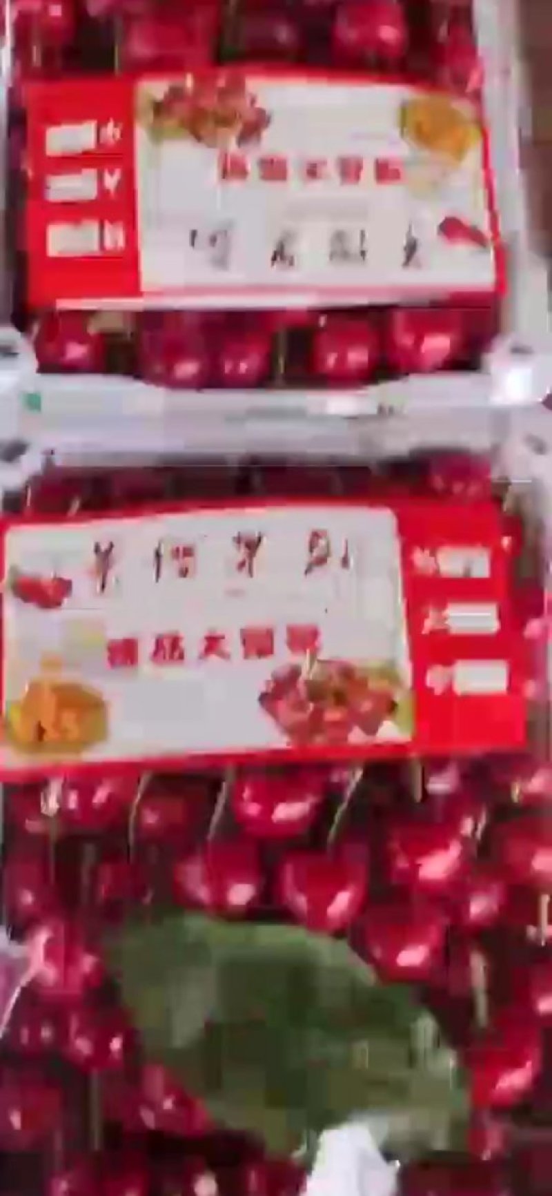 大樱桃,红灯,先锋,超大果