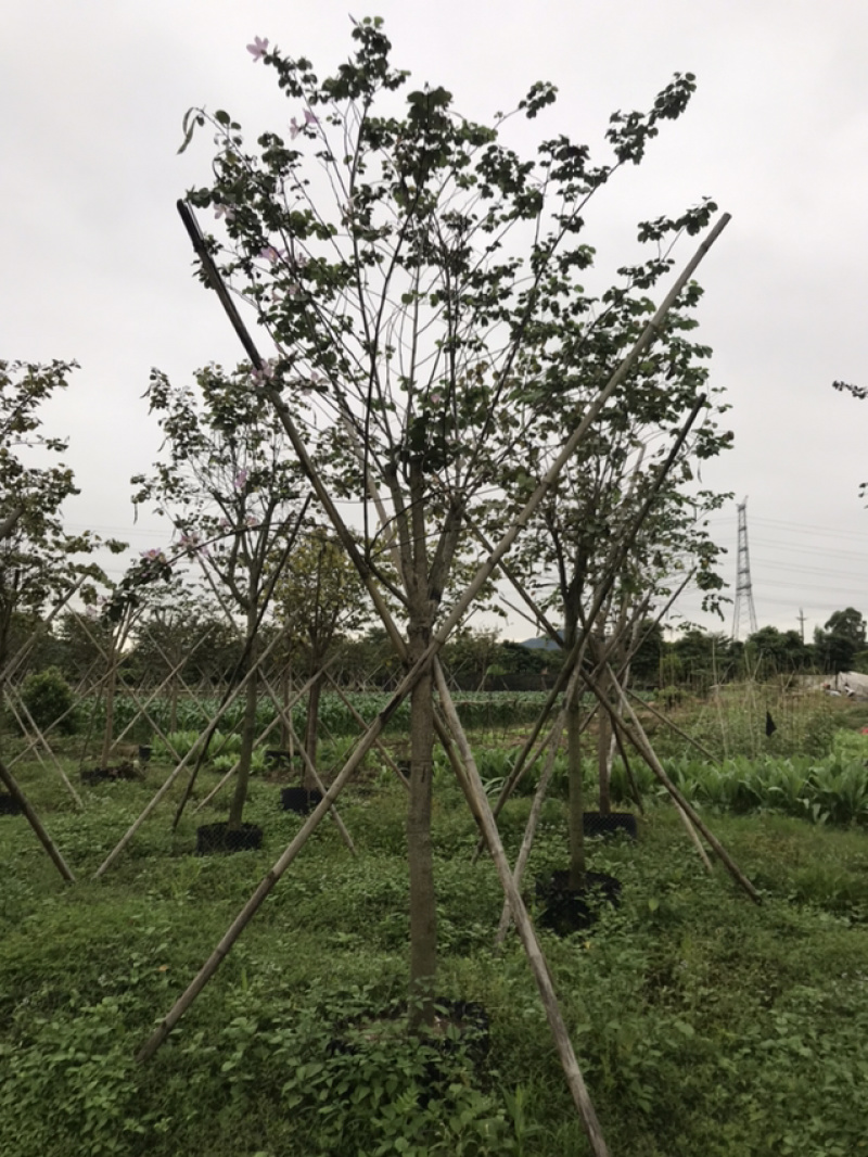 宫粉紫荆/洋紫荆绿化苗木
