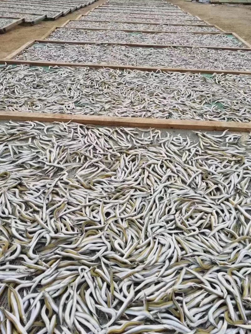 银针鱼