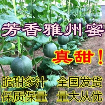 【芳香雅州蜜甜瓜】绿皮肉厚细嫩浓香万亩基地发全国