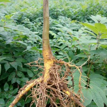 黄柏苗经济林苗，树皮是药材易成活欢迎来电咨询