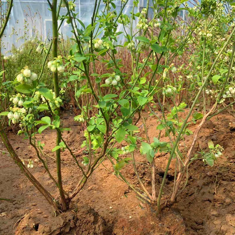 蓝莓苗特大蓝莓树苗南方北方种植盆栽地栽阳台庭院果树苗当年