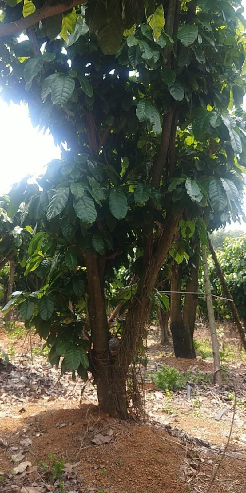 萍婆树，六旺树，风景树，园林苗木