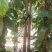 萍婆树，六旺树，风景树，园林苗木