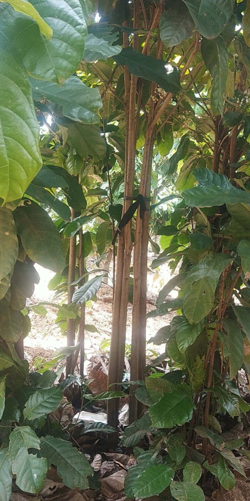 萍婆树，六旺树，风景树，园林苗木