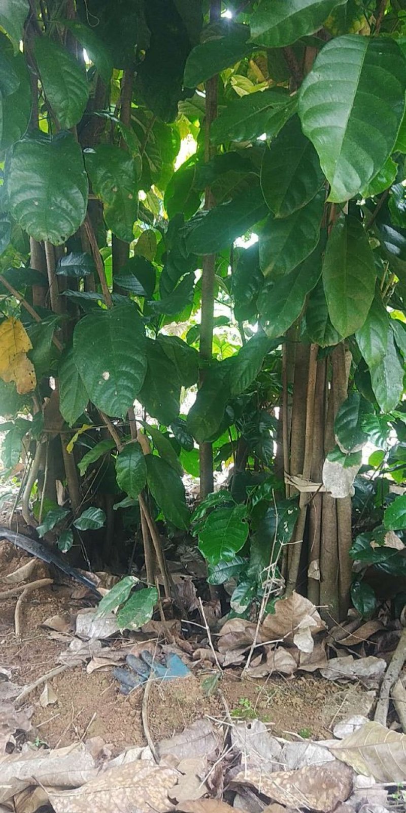 萍婆树，六旺树，风景树，园林苗木