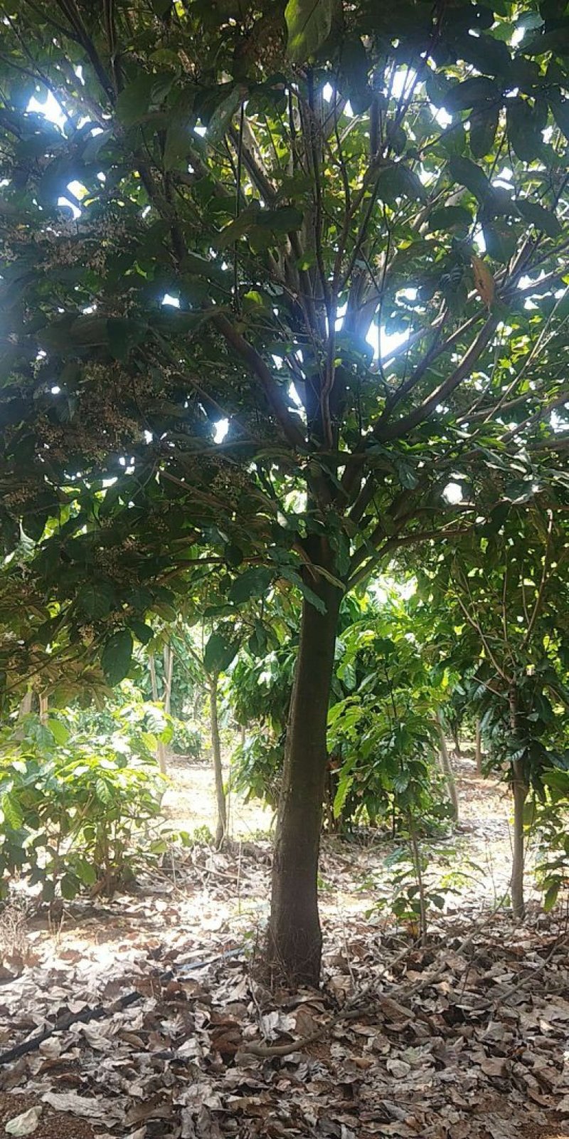 萍婆树，六旺树，风景树，园林苗木