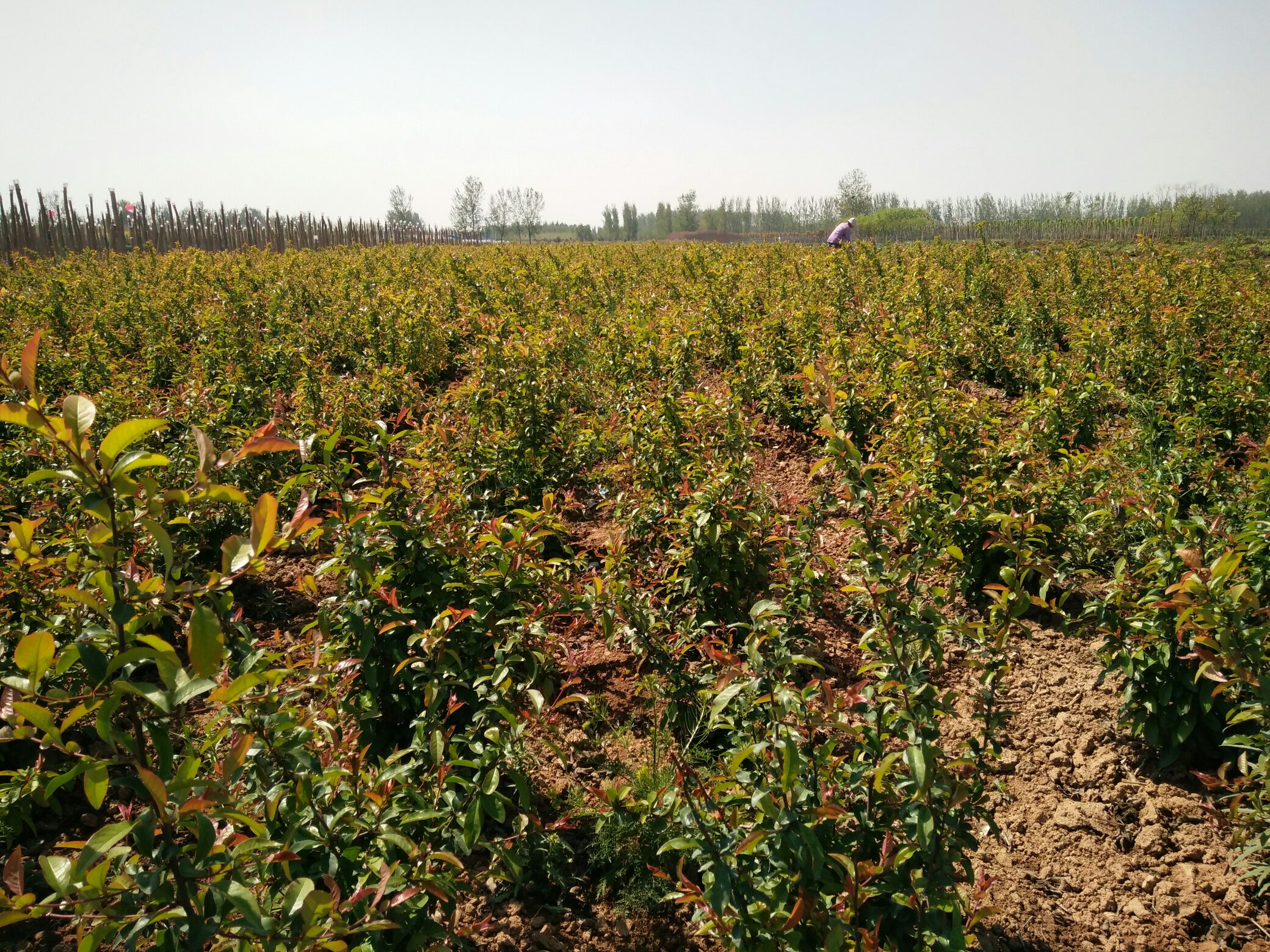 一株生长在山间溪边的水杨桃藤本植物,茎蔓缠绕灌木,叶片三裂呈掌状,顶端开出淡紫色带须的花朵;画面右侧展示从土中挖出的水杨桃根,主根粗壮,侧根细长,表面棕褐色有纵皱纹,根须完整未断裂 水杨桃植株全貌及根部特写