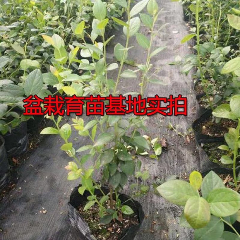 蓝莓苗特大蓝莓树苗南方北方种植盆栽地栽阳台庭院果树苗当年