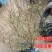 蓝莓苗特大蓝莓树苗南方北方种植盆栽地栽阳台庭院果树苗当年