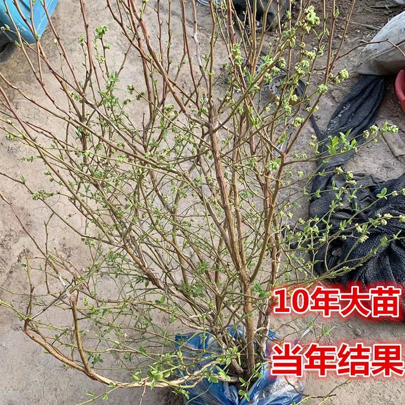 蓝莓苗特大蓝莓树苗南方北方种植盆栽地栽阳台庭院果树苗当年