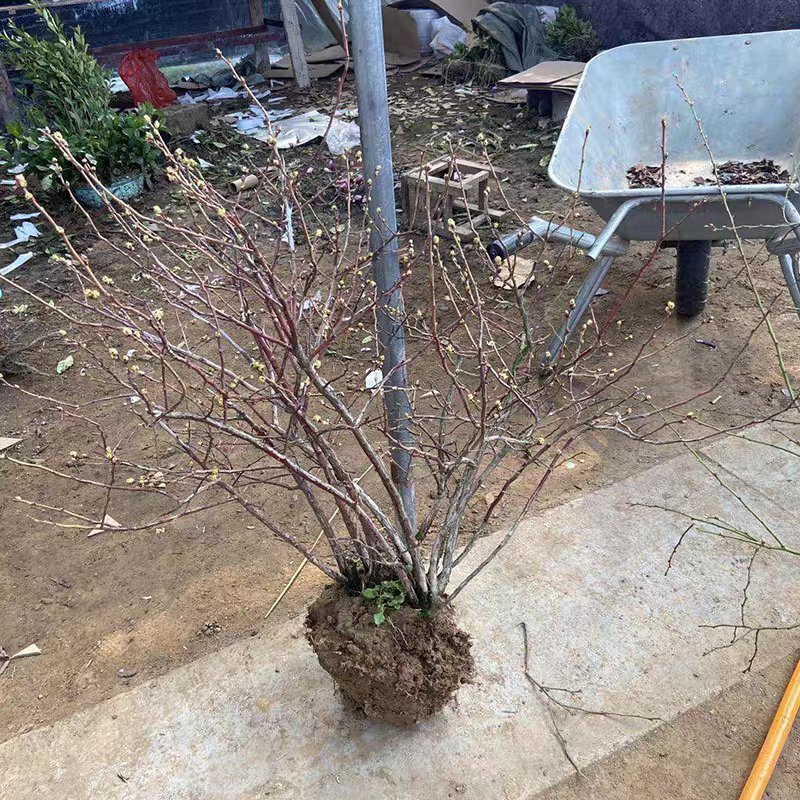 蓝莓苗特大蓝莓树苗南方北方种植盆栽地栽阳台庭院果树苗当年