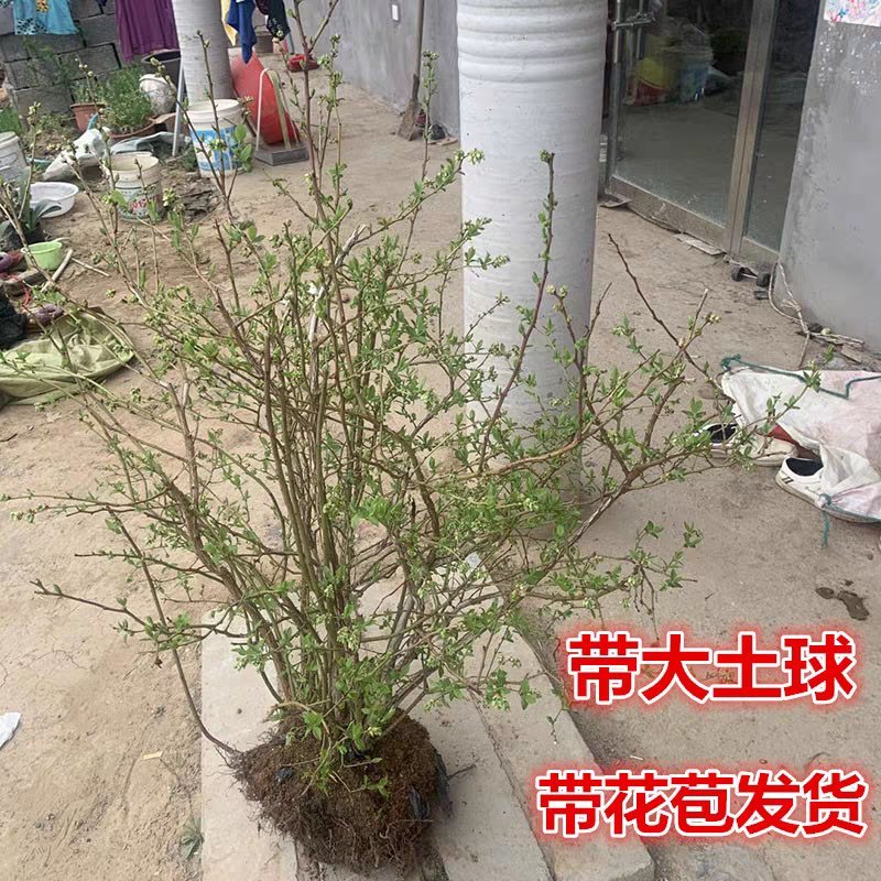 蓝莓苗特大蓝莓树苗南方北方种植盆栽地栽阳台庭院果树苗当年