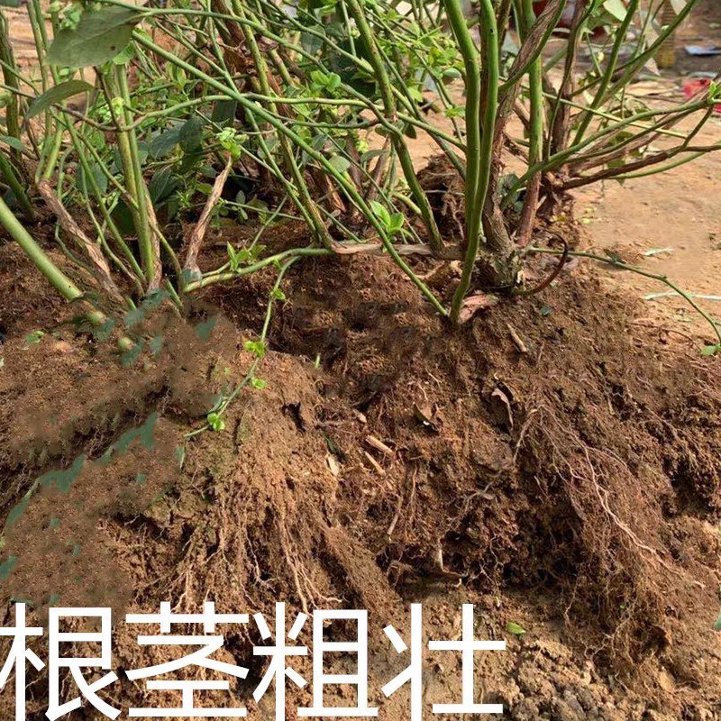 蓝莓苗特大蓝莓树苗南方北方种植盆栽地栽阳台庭院果树苗当年