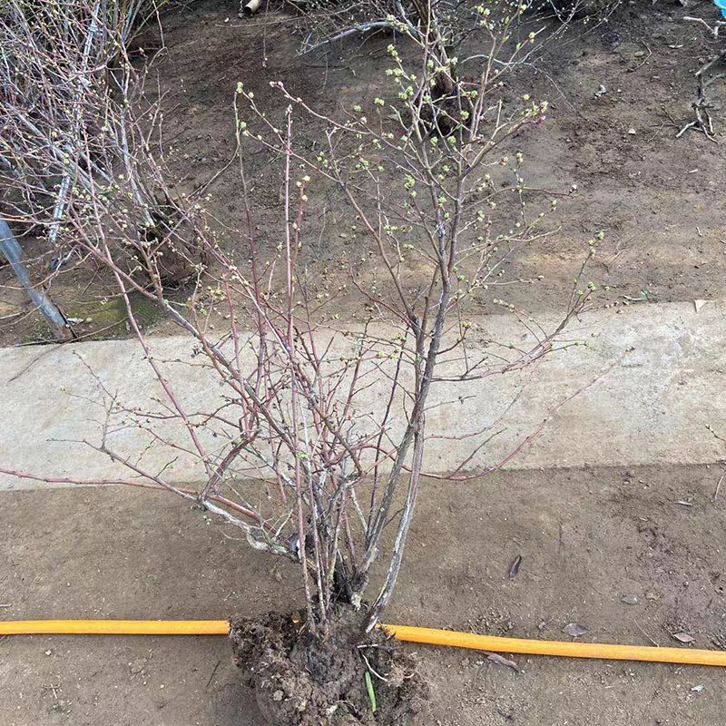 蓝莓苗特大蓝莓树苗南方北方种植盆栽地栽阳台庭院果树苗当年