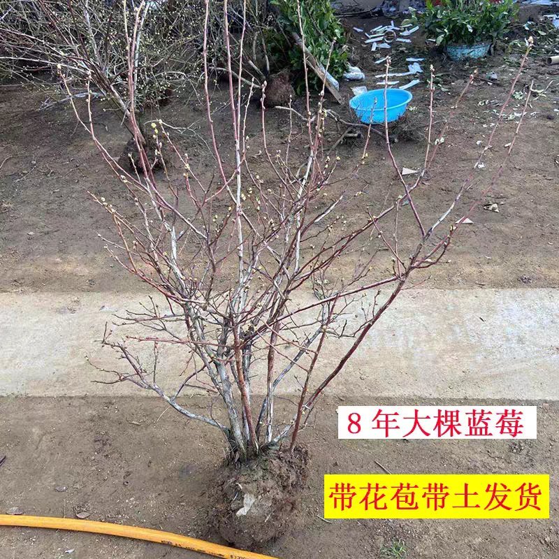 蓝莓苗特大蓝莓树苗南方北方种植盆栽地栽阳台庭院果树苗当年