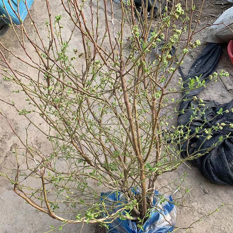 蓝莓苗特大蓝莓树苗南方北方种植盆栽地栽阳台庭院果树苗当年